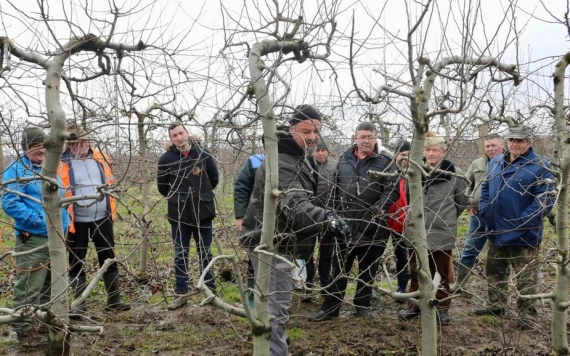 Metszésbemutató Szatmárhegyen