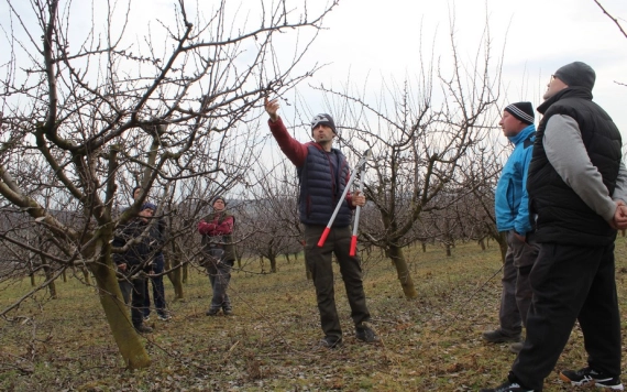 Szilvafa-metszésbemutató Érszőllősön
