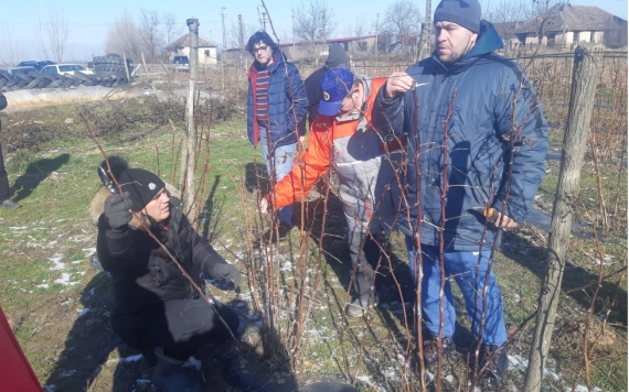 A bogyós bokrok metszését mutatták be Kálmándon