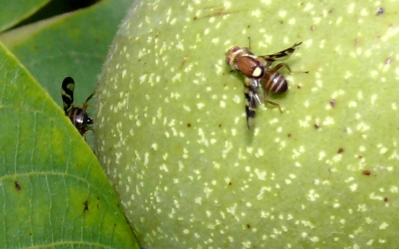 Dióhéjban a nyugati dióburok-fúrólégyről