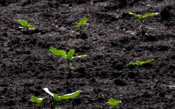 2030-ra ökogazdaságok lephetik el a kontinenst