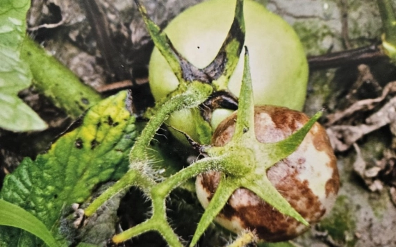 A paradicsom vészes betegsége - Paradicsomvész (Phytophthora infestans)