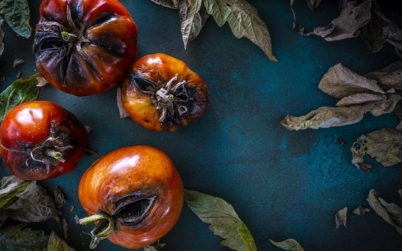 Zöldségtermesztők figyelem: támad a barna termés-ráncosodás