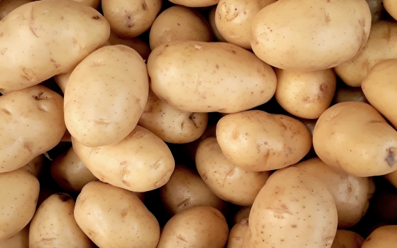 Meghaladta a kétmillió tonnát a 2020-as burgonyatermés Romániában