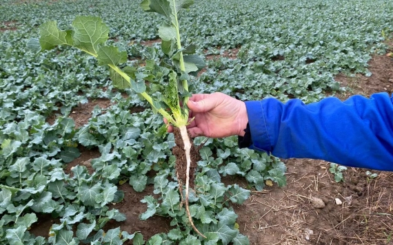 Az őszi káposztarepce jelenlegi fejlettsége a partiumban
