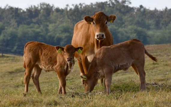 Miért megbízható a magyar limousin és blonde d'aquitaine tenyészállat?