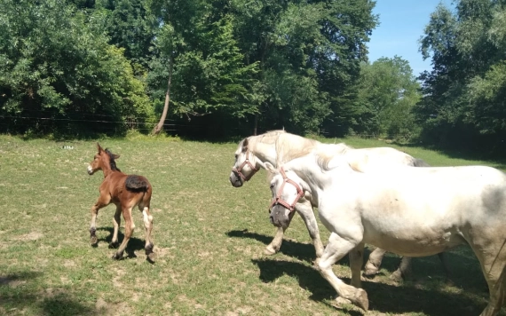 A lovak szabadtartásáról:  melyek az optimális lótartás szempontjai?