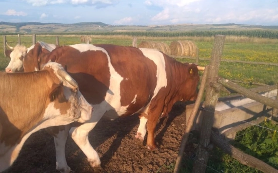 Szarvasmarhatartás Szilágynagyfaluban