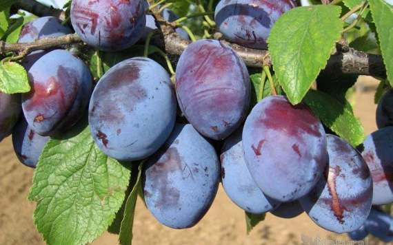 Románia az EU legnagyobb szilvatermelője