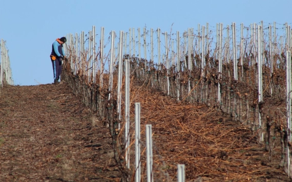 Szőlőt metszeni, akár a profik