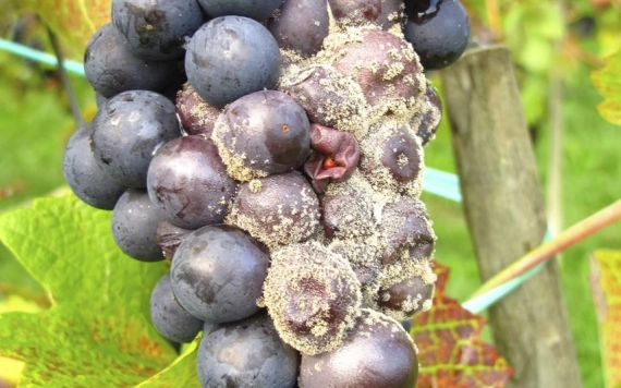 Így védhetjük meg szőlősünket a szürkerothadástól