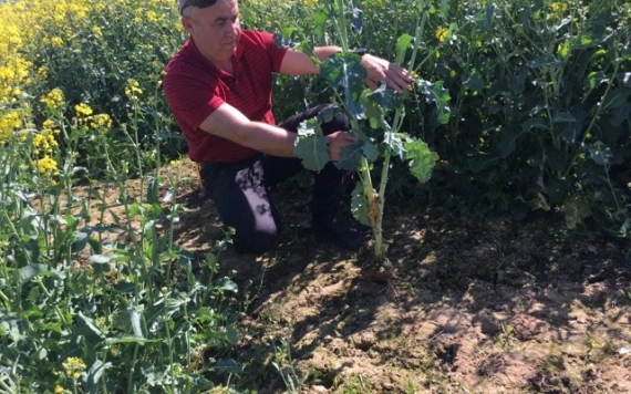 Érszőllősön él a partiumi talajkímélő gazdálkodás úttörője