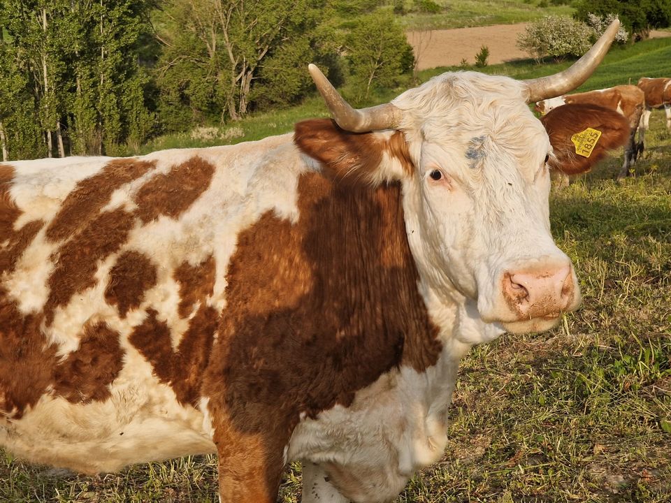 tehen-2.jpg