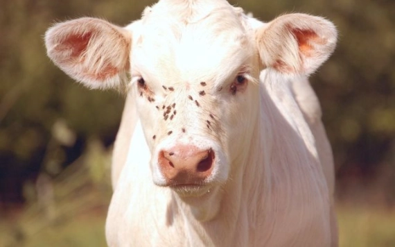 Legyek elleni védekezés az állattartó gazdaságokban