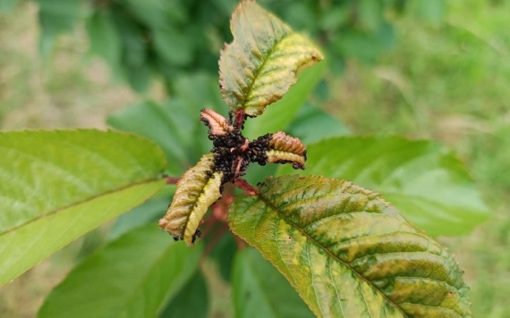 Újabb növényvédelmi felhívás! Levéltetű invázió - ideje védekezni