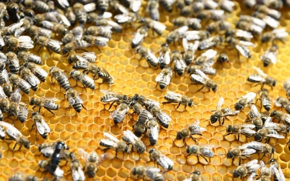 Hírlevél 2022. február 15.