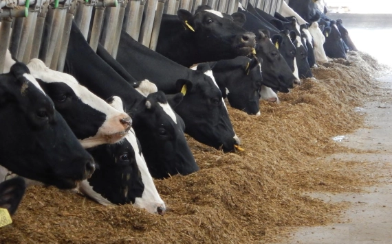 Tömegtakarmány, a szarvasmarha-tenyésztés gazdaságosságának kulcsa