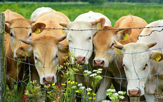 Közel százezer szarvasmarhatenyésztő kért Covid-támogatást