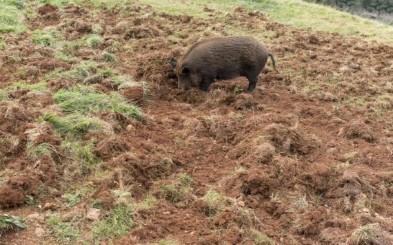 Támogatás vadkár elleni védekezésre