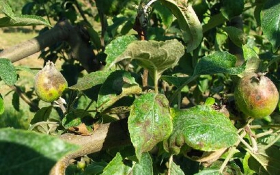 Varasodás és lisztharmat elleni ajánlásaink