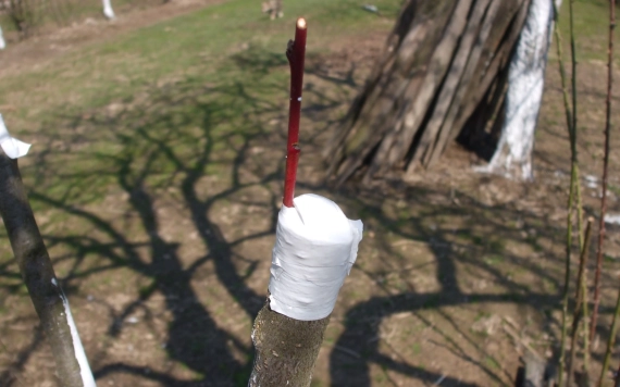 Oltóvessző-gyűjtési akció a Partiumban – a tavaszi oltás megalapozása