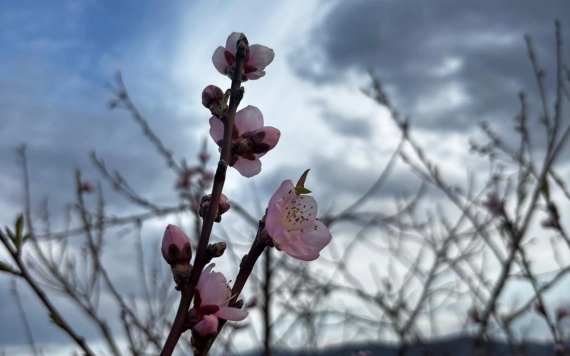 Figyelem gazdák! Fagyveszély és szárazság egyszerre nehezíti a helyzetet
