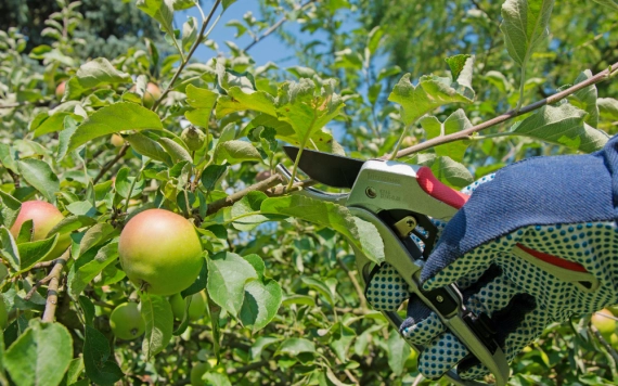 Ne feledkezzünk meg a gyümölcsfáink zöldmetszéséről