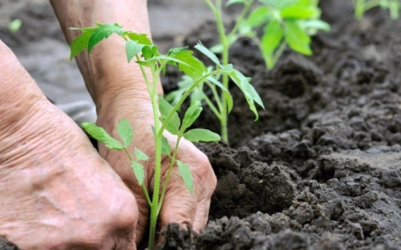 Július 20-ig pályázhatnak a zöldségtermesztők